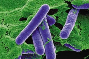 Eliminar patogenos con HPP